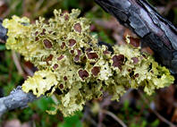 Einerlav (Vulpicida juniperinus)