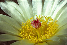 Notocactus werdermannianus