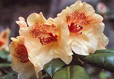 Rhododendron 'Viscy'
