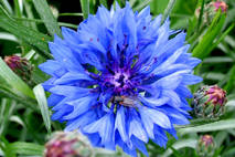 Kornblom (Centaurea cyanus)