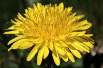 L�vetann (Taraxacum officinale)